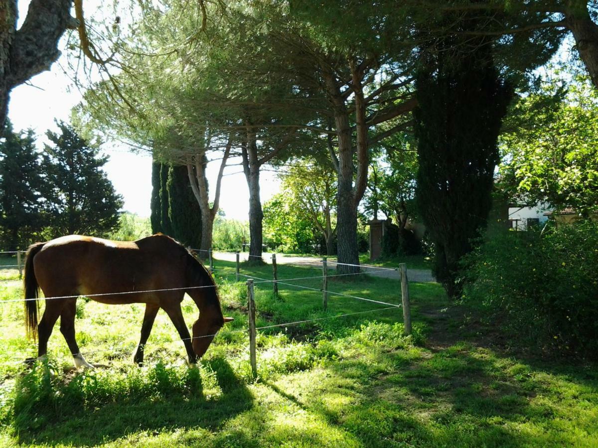 Agriturismo Piana Arborello Magliano in Toscana Ngoại thất bức ảnh